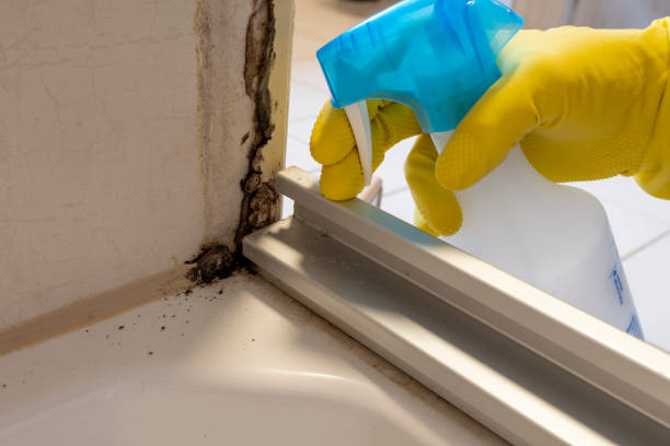 Best Forensic Mold Investigation  in South Whitley, IN